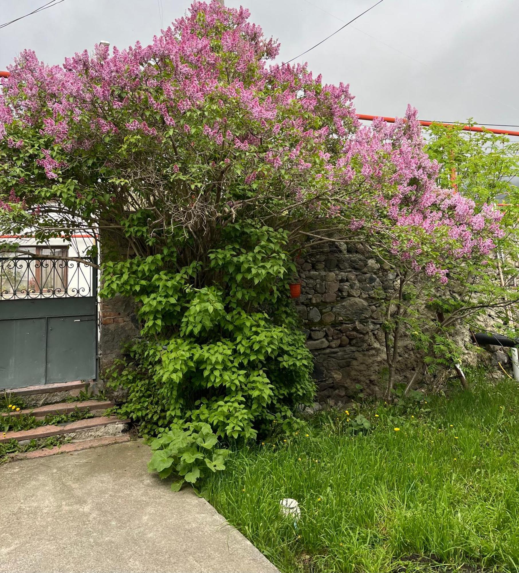 Soso Burduli'S Guesthouse Kazbegi Exterior photo